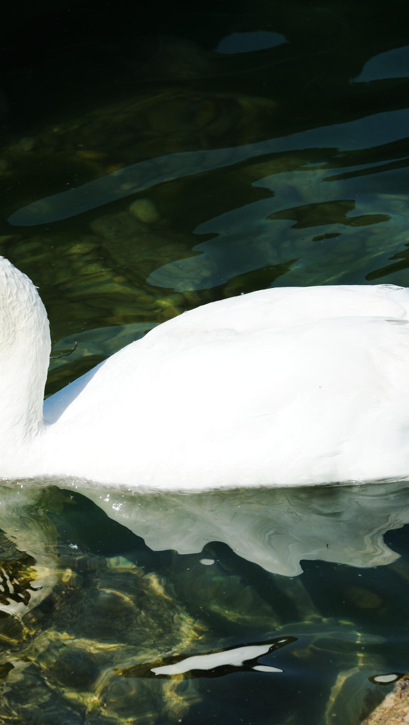 Boston Families Discover Swan Boats, Duck Tours, Splash Parks This July