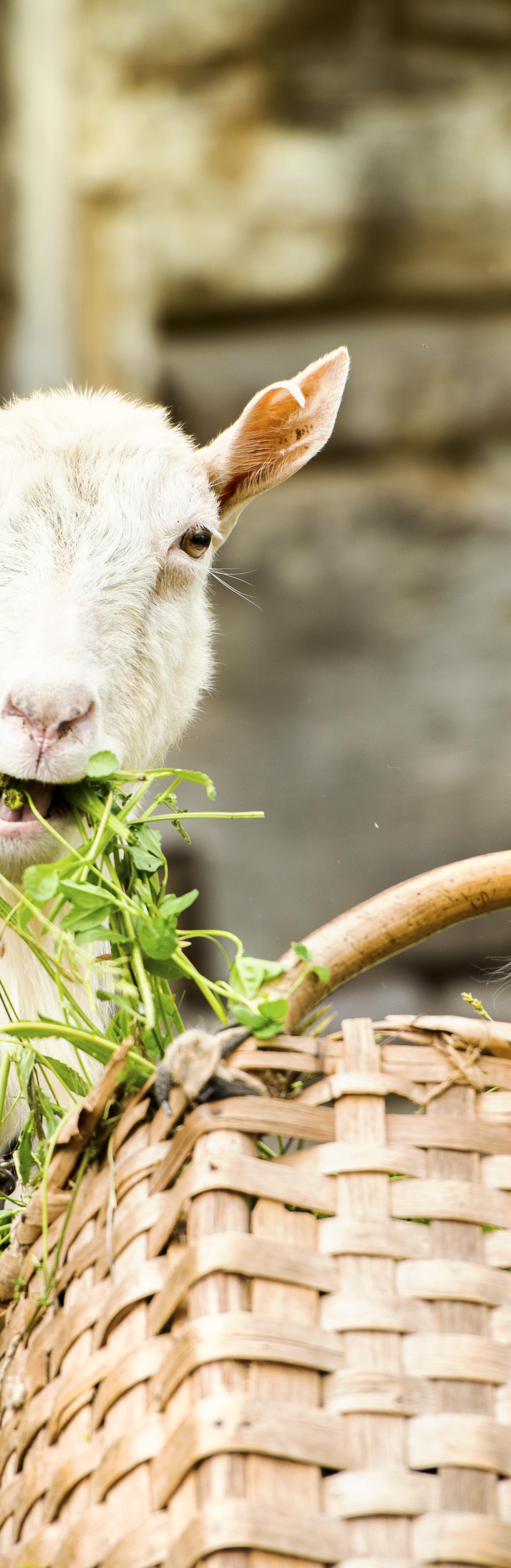 Boston Farmers Markets Deliver Peak Summer Produce From Local Farms Now